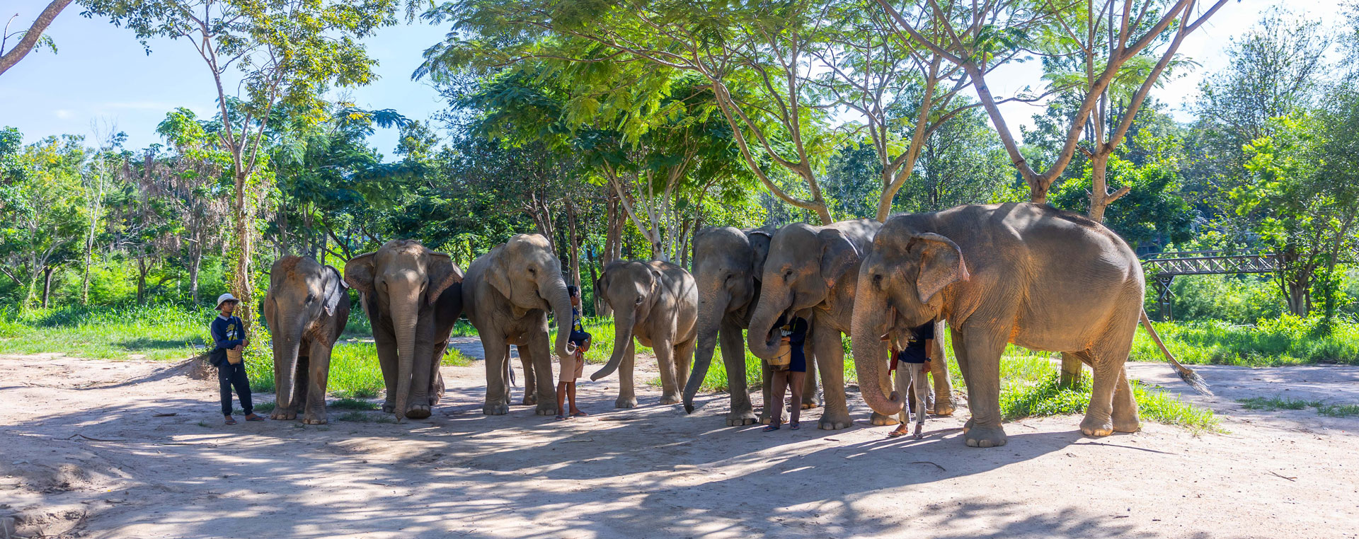 Samui Elephant Kingdom Sanctuary